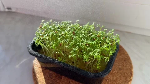 A balcony garden features arugula seedlings Stock Footage 335726559
