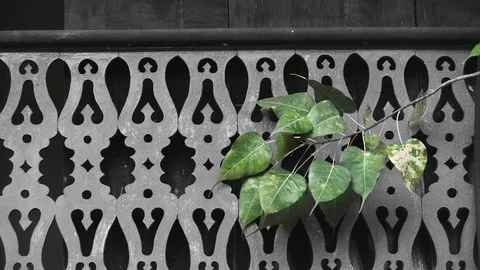 Balcony Pattern Calm Wind Stick of Green Bodhi Leaf Stock Footage 128679650
