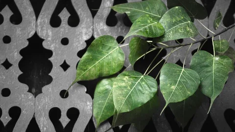Balcony Pattern Calm Wind Stick of Green Bodhi Leaf Stock Footage 128679750