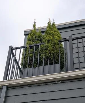 Balcony planter boxes with thuja occidentalis (arborvitae plant trees) Stock Photos