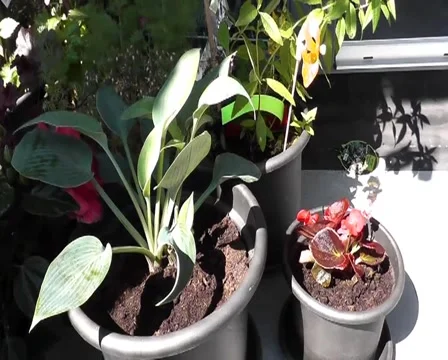 Balcony plants in half shade Stock Footage 44169573