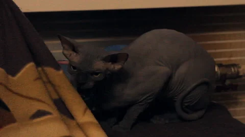 Bald cat bares his teeth, hissing Stock Footage 47037811
