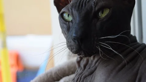 The bald cat of breed a sphinx close up is licked Stock Footage 109494788