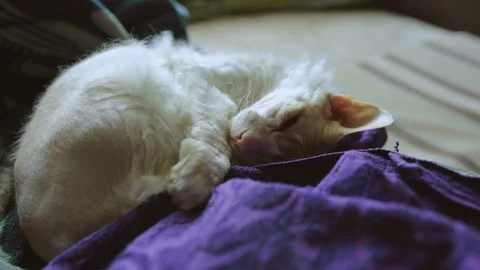 The bald cat with breed whiskers a sphinx is sleeping in the bed Video stock 88923254
