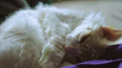 The bald cat with breed whiskers a sphinx washes a paw and paunch on the bed Video stock 88930102