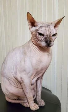 A bald cat. A cat of the Sphinx breed. A naked cat. A kitten without fur Stock Photos