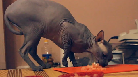 Bald cat eats meat Stock Footage 47037283