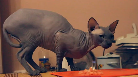 Bald cat eats meat Video stock 47037426