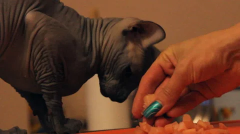 Bald cat eats meat Stock Footage 47037636