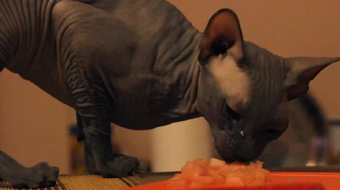 Bald cat eats meat Stock Footage 47037722