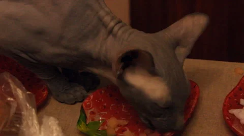 Bald cat eats meat Stock Footage 47181164