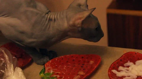 Bald cat eats meat Stock Footage 47181344