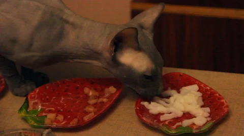 Bald cat eats meat Stock Footage 47181416