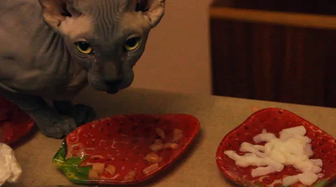 Bald cat eats meat Stock Footage 47181437