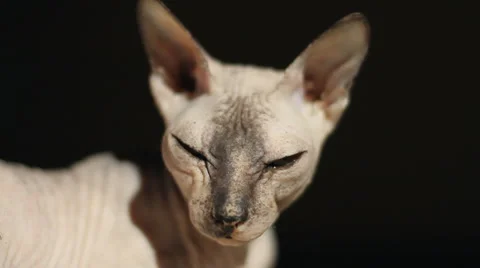 Bald Cat Stock Footage 5011786