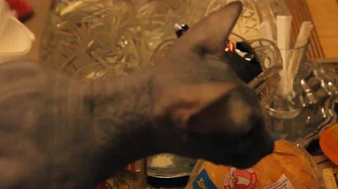 Bald cat looking for food Stock Footage 47181289
