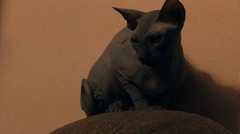 Bald cat looks around Stock-Footage 47180606
