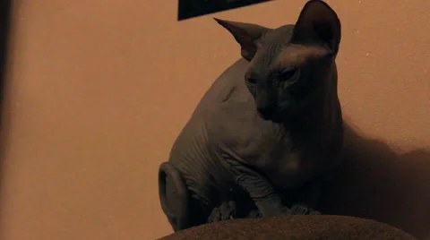 Bald cat looks around Stock Footage 47180793