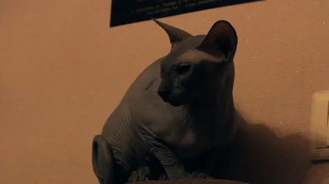 Bald cat looks around Stock Footage 47180831