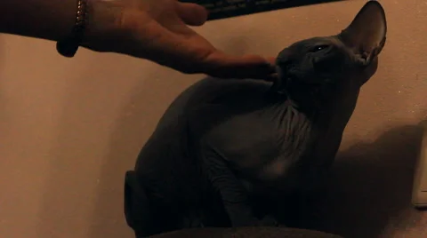 Bald cat looks around Stock Footage 47180834