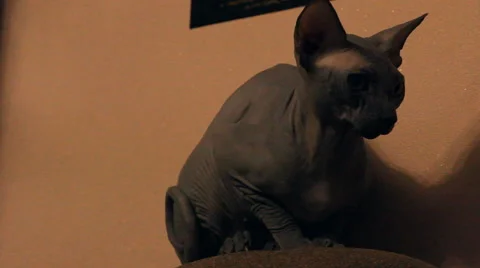 Bald cat looks around Stock-Footage 47180850