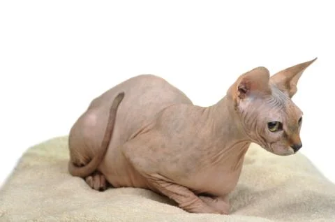 Bald cat Stock Photos