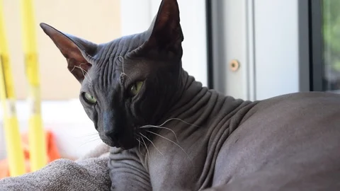 Bald cat sphinx breed sunbathes on the windowsill Stock Footage 109494863
