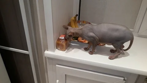 Bald cat sphinx eats fresh bread. Stock Footage 117828678