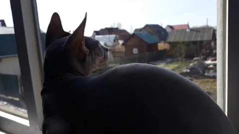 Bald cat sphinx sits on the window sill and looks at the birdies Video stock 117828610