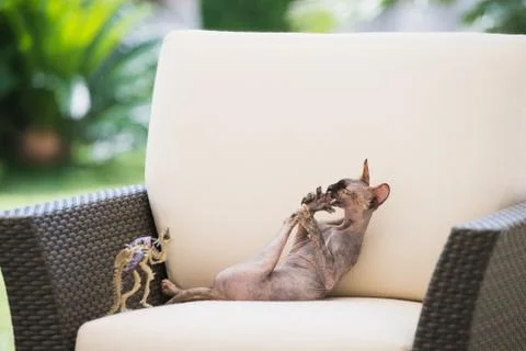 Bald cat of the Sphynx breed sniffs the hind paw Stock Photos