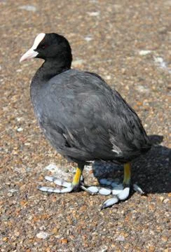 Bald Coot Stock Photos
