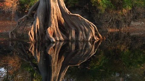 Bald cypress buttress roots reflected in still swamp water at Okefenokee Swamp Stock Footage 343744750