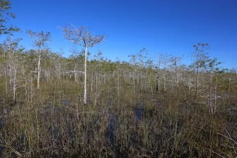 Bald Cypress Forest Stock Photos