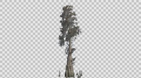 Bald Cypress Tall Thin Tree is Swaying at The Wind Green Tree Leaves Are Stock Footage 57963783