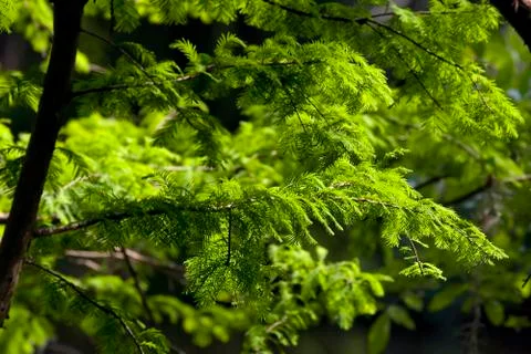 Bald Cypress Tree Greenery Stock Photos