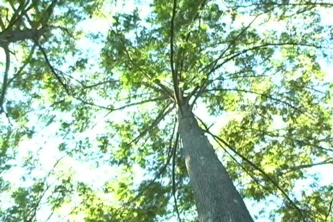Bald Cypress Tree, Low-angle Rotating View (1b) Видео 563496