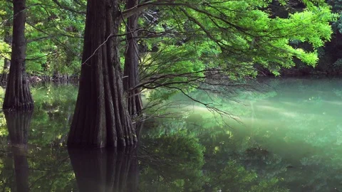 Bald cypress tree reflecting in water in morning beautiful sunlight. Panning sho Stock Footage 77017676