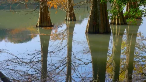 Bald cypress tree reflecting in water in autumn morning Stock Footage 79045993