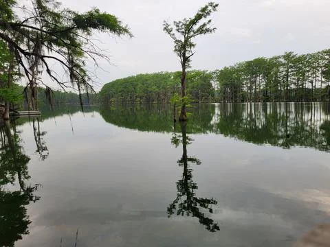 Bald Cypress tree with reflection on Lake Enterprise, AR Photos