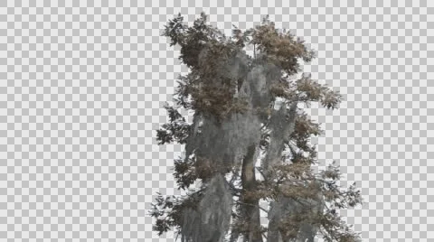 Bald Cypress Tree is Swaying at The Wind Yellow Needle-Like Tree Leaves Are Stock Footage 57953781