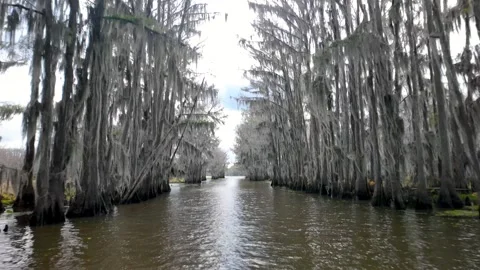 Bald Cypress trees with out leaves either side of boat path at the Caddo la.. Stock Footage 326023624