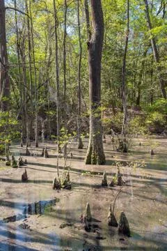 Bald Cypress Trees Foto stock