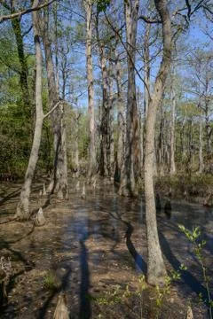 Bald Cypress Trees Stock Photos
