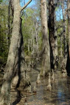Bald Cypress Trees Foto stock