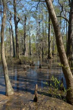 Bald Cypress Trees Stock Photos