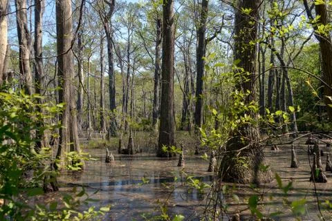 Bald Cypress Trees Stock Photos