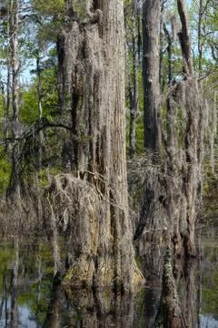Bald Cypress Trees Stock Photos