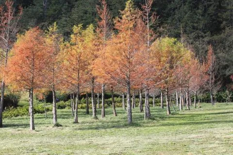 Bald cypress trees Stock Photos