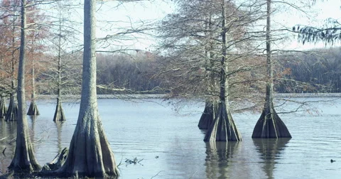 Bald Cypress Trees in a Swamp Stock-Footage 45328025