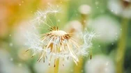 Bald Dandelion Closeup On Blurred Background With A Filter Or Effect. Stock Footage